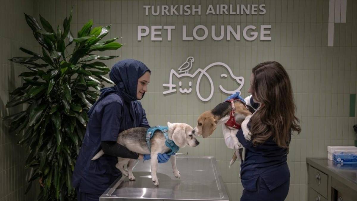 THY'den kargoda taşınabilen evcil hayvanlara İstanbul Havalimanı'nda &ouml;zel salon hizmeti