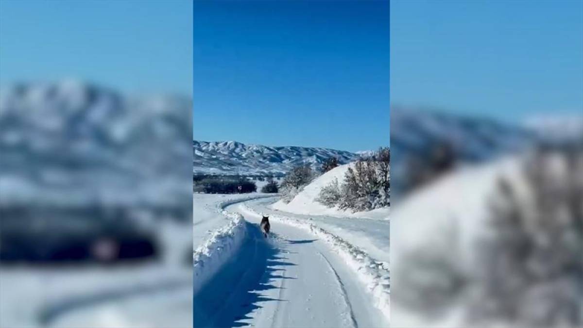 Bing&ouml;l'de ambulansın &ouml;n&uuml;nde koşan kurt kamerada