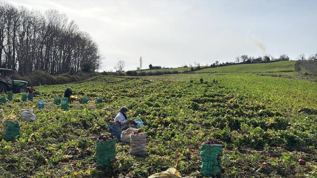 Samsun'un Ala&ccedil;am il&ccedil;esinde "Bedeş turpu"nun hasadı s&uuml;r&uuml;yor