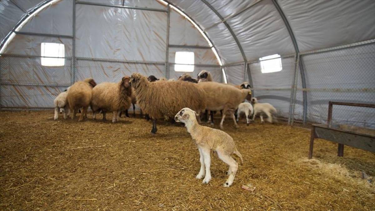 Depremde ahırı yıkılan k&uuml;&ccedil;&uuml;kbaş hayvan yetiştiricisi, devlet desteğiyle &uuml;retimini s&uuml;rd&uuml;r&uuml;yor
