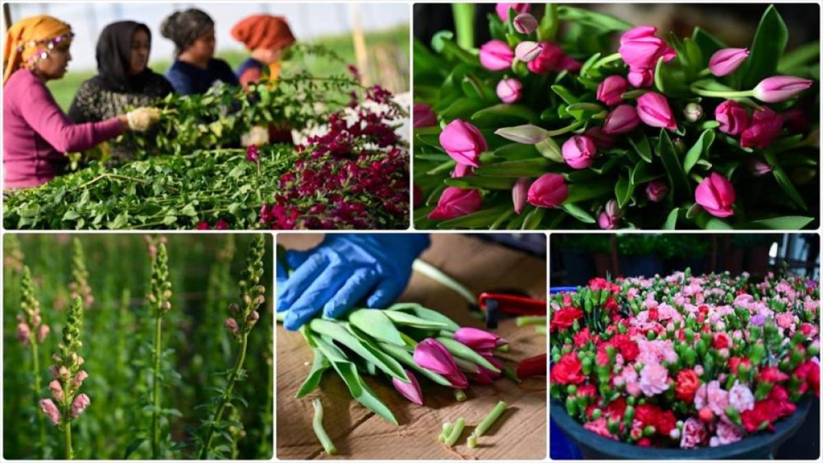 &Ccedil;i&ccedil;ek sekt&ouml;r&uuml;nde Sevgililer G&uuml;n&uuml; yoğunluğu başladı