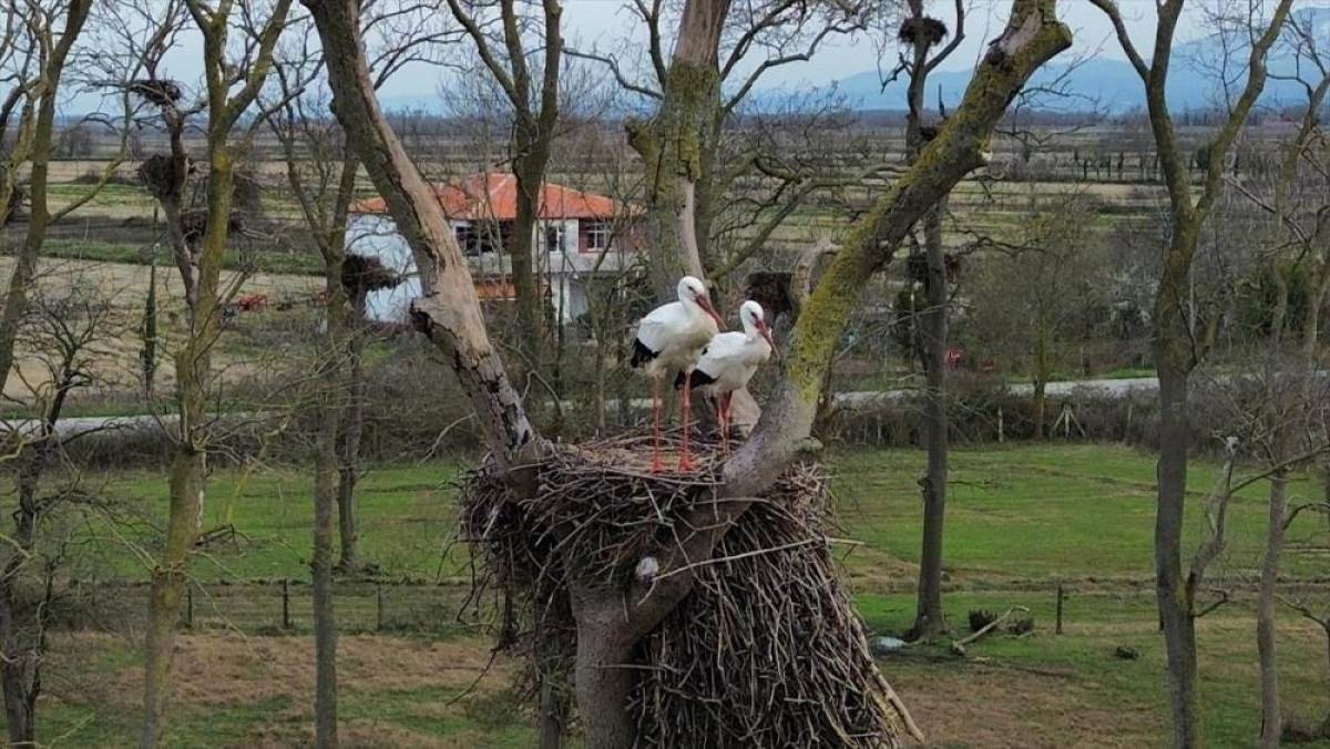 Samsun'da Kızılırmak Deltası'na baharın m&uuml;jdecisi leylekler gelmeye başladı
