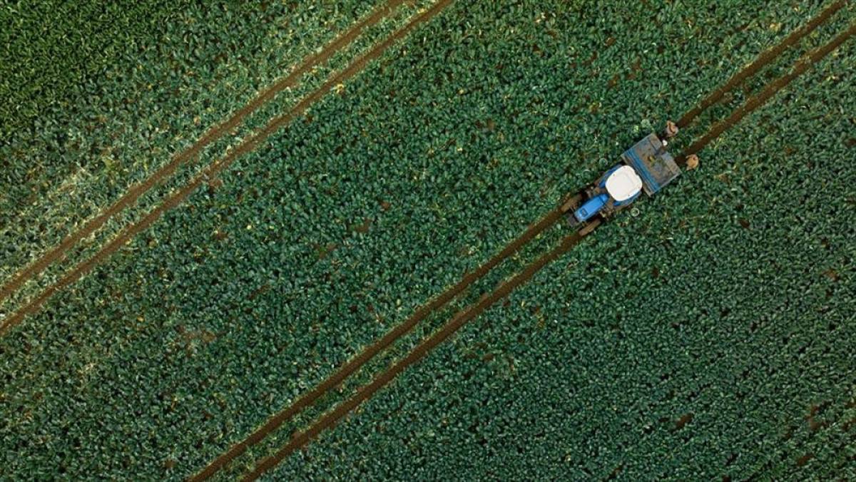 Çiftçilere 1,1 milyar liralık tarımsal destekleme ödemesi bugün yapılacak