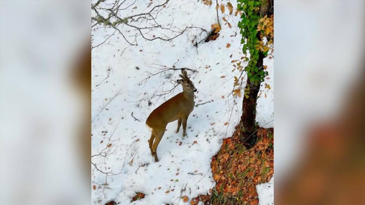 Kastamonu'da ormanlık alanda beslenen karacalar dronla g&ouml;r&uuml;nt&uuml;lendi