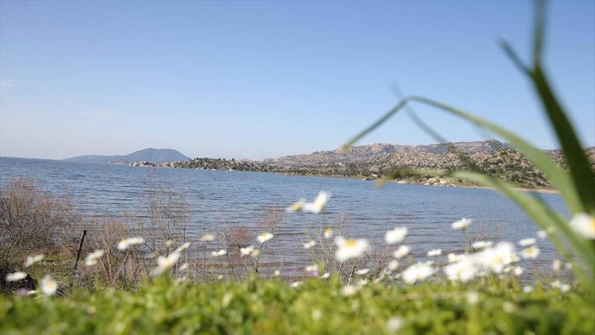 Son yağışlarla su seviyesi y&uuml;kselen Bafa G&ouml;l&uuml;'nde balık &ccedil;oğaldı