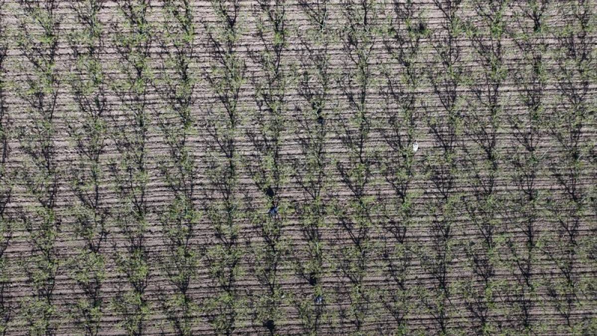 Meteorolojiden Marmara B&ouml;lgesi i&ccedil;in zirai don uyarısı