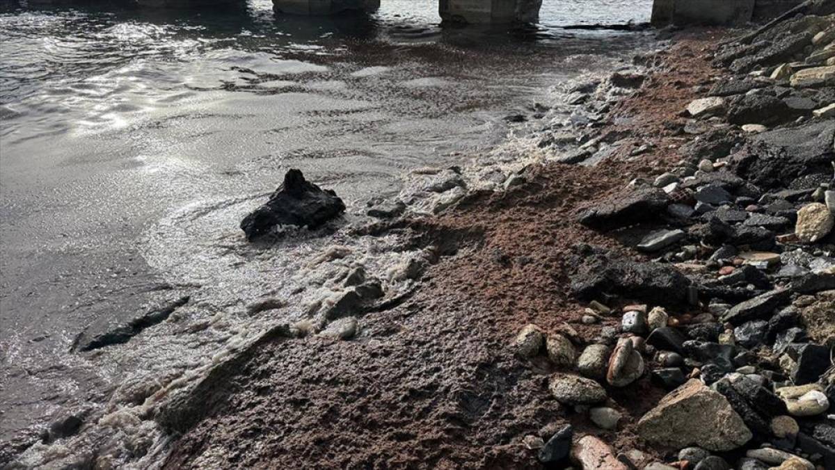 Tekirdağ'da poyraz nedeniyle sahilin bir kısmında kırmızı yosun birikti