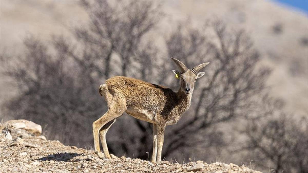 "Anadolu cerenleri" Konya'daki doğal yaşam alanlarında g&ouml;r&uuml;nt&uuml;lendi