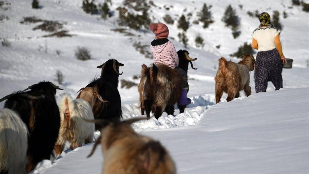 K&uuml;&ccedil;&uuml;k Ceyda'nın en yakın dostu ke&ccedil;ileri