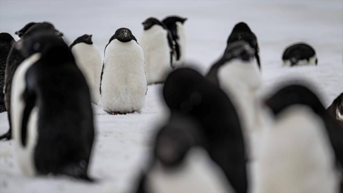 Araştırma: D&uuml;nyanın en b&uuml;y&uuml;k penguen kolonisinde pop&uuml;lasyonun &ccedil;eyreğinden fazlası &ouml;ld&uuml;
