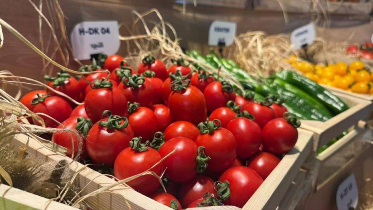 Türkiye'den yurt dışına sebzede en çok domates, salatalık ve biber tohumu gönderiliyor