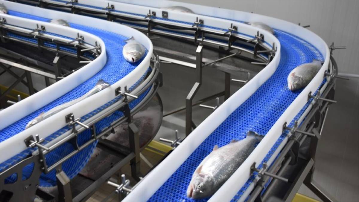T&uuml;rk somonu ihracatı 9 ayda 431 milyon doları aştı