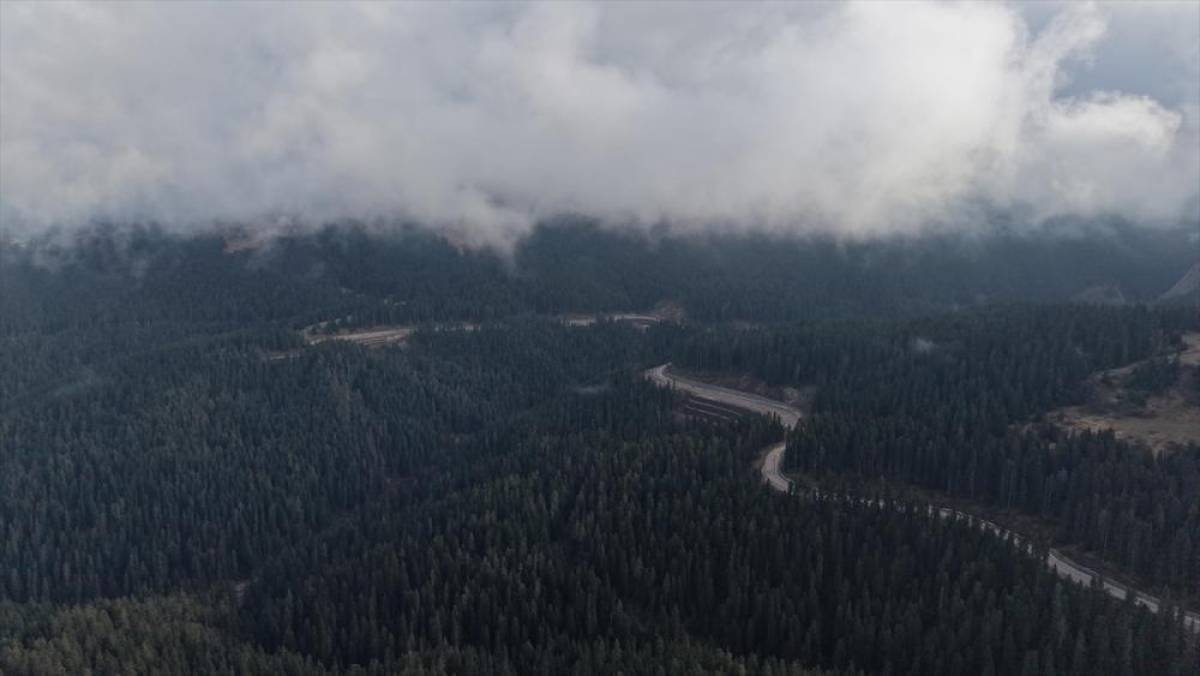 Ilgaz'da çam ağaçlarıyla bütünleşen sis dron ile görüntülendi