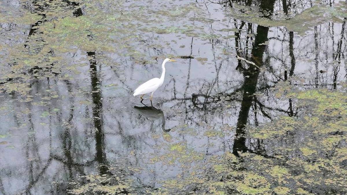Karacabey Longozu etkili olan yağışlarla doldu