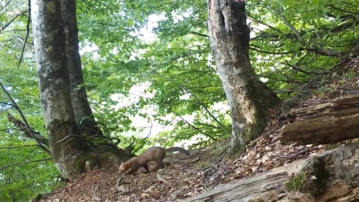 Uludağ'da yiyecek arayan sansar fotokapanla g&ouml;r&uuml;nt&uuml;lendi