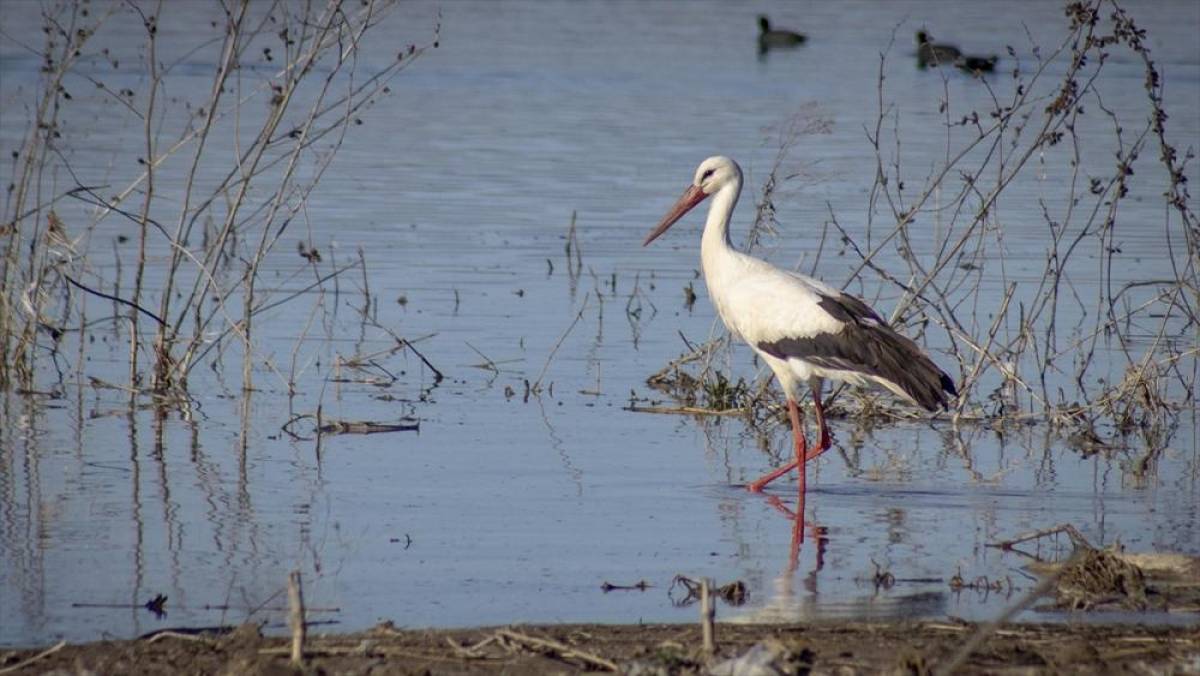 "Baharın m&uuml;jdecisi" leylekler Karakaya Barajı etrafındaki yuvalarına d&ouml;nmeye başladı