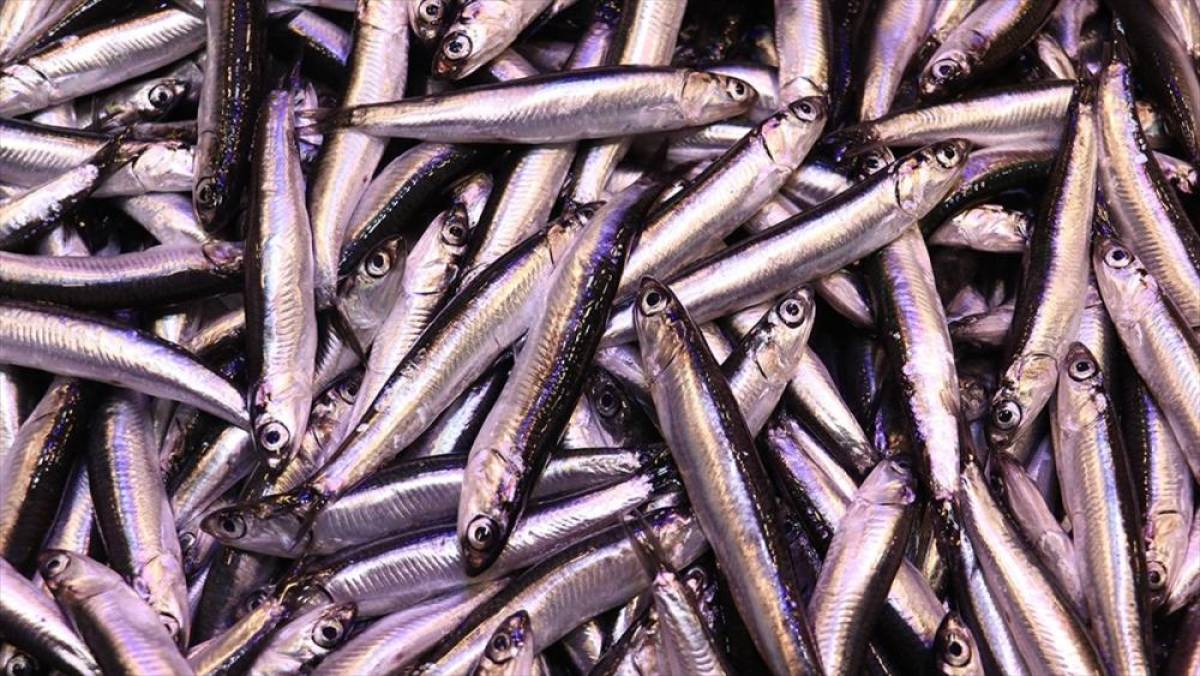 İstanbul'da kasımda haldeki balıkçıların yüzünü en çok 