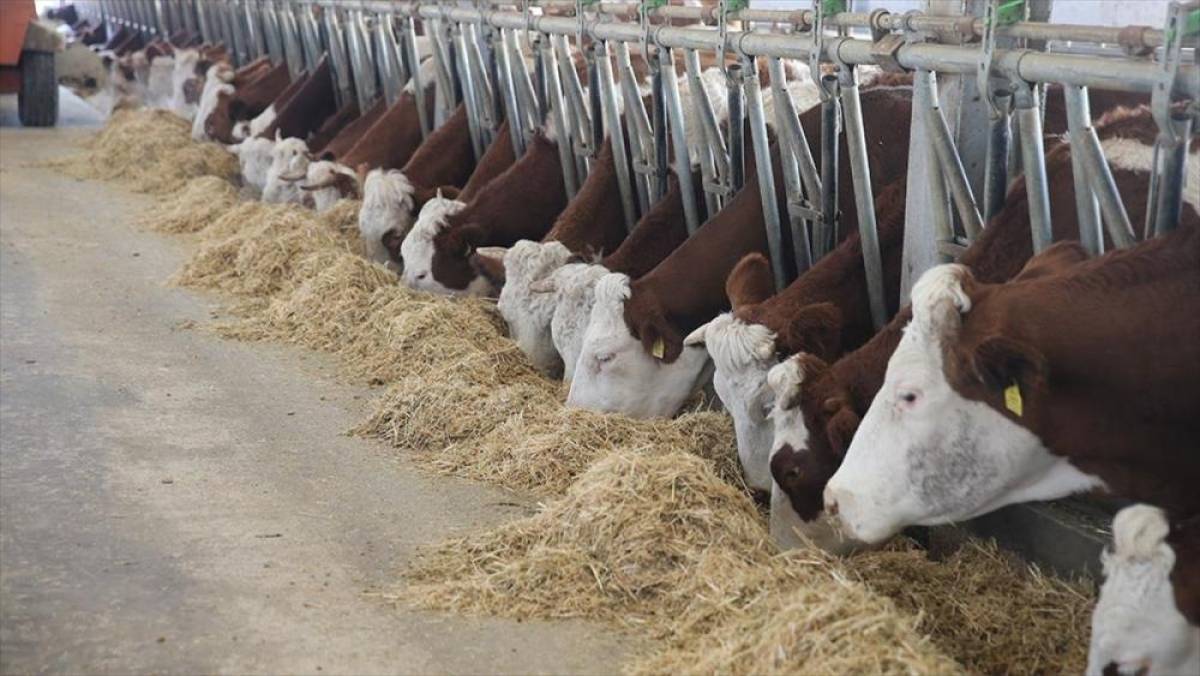 Devlet desteğiyle 4 olan hayvan sayısını 9 yılda 80'e çıkardı