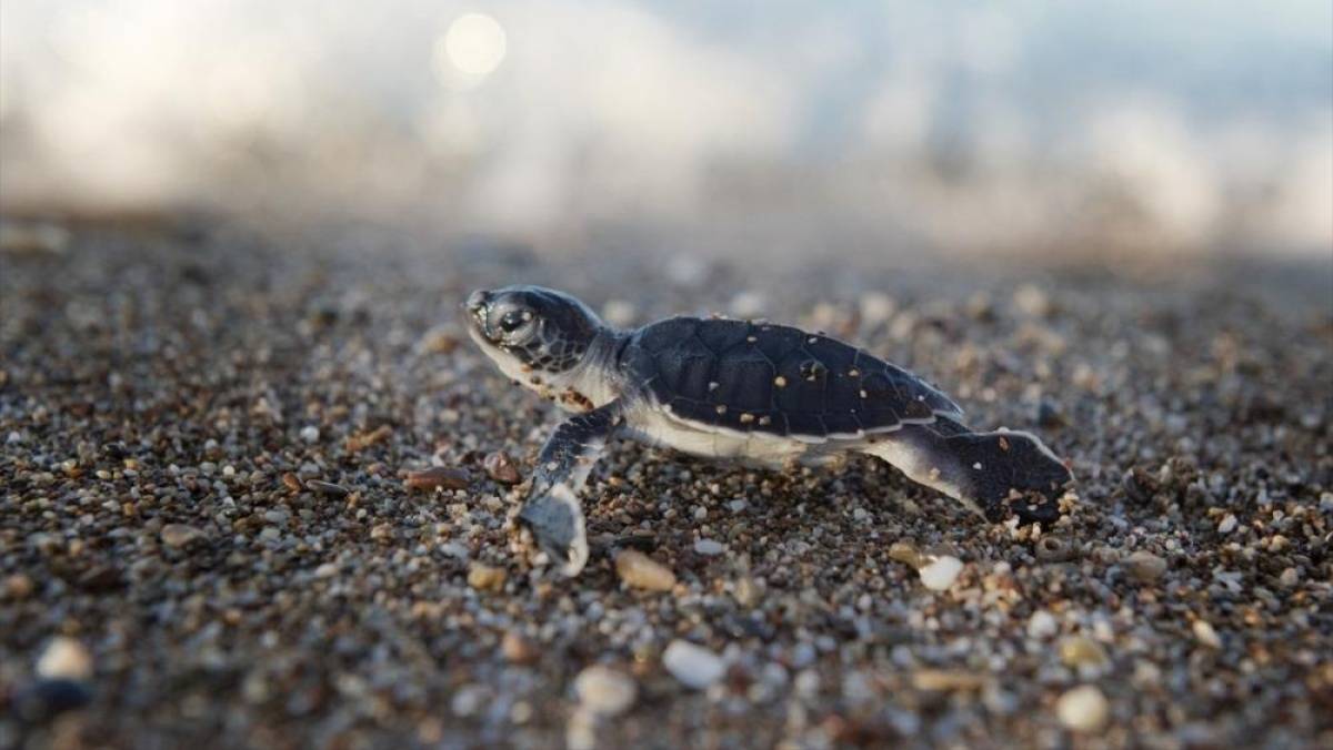 Antalya'da caretta caretta yavrularının mavi sularla buluşması s&uuml;r&uuml;yor