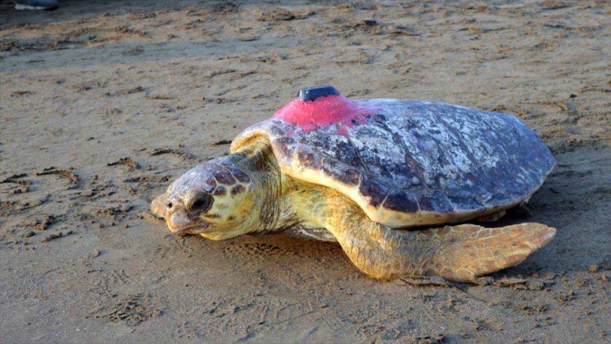 Uydu cihazıyla izlenen caretta caretta "Tuba" Bodrum a&ccedil;ıklarında yaşamını s&uuml;rd&uuml;r&uuml;yor