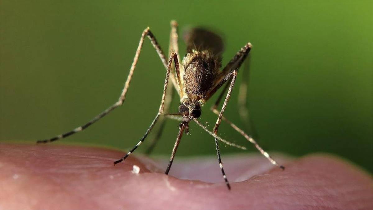 Bilim insanları, iklim değişikliğinin hayvanlardan bulaşan hastalıkları etkileyebileceğini ortaya koydu