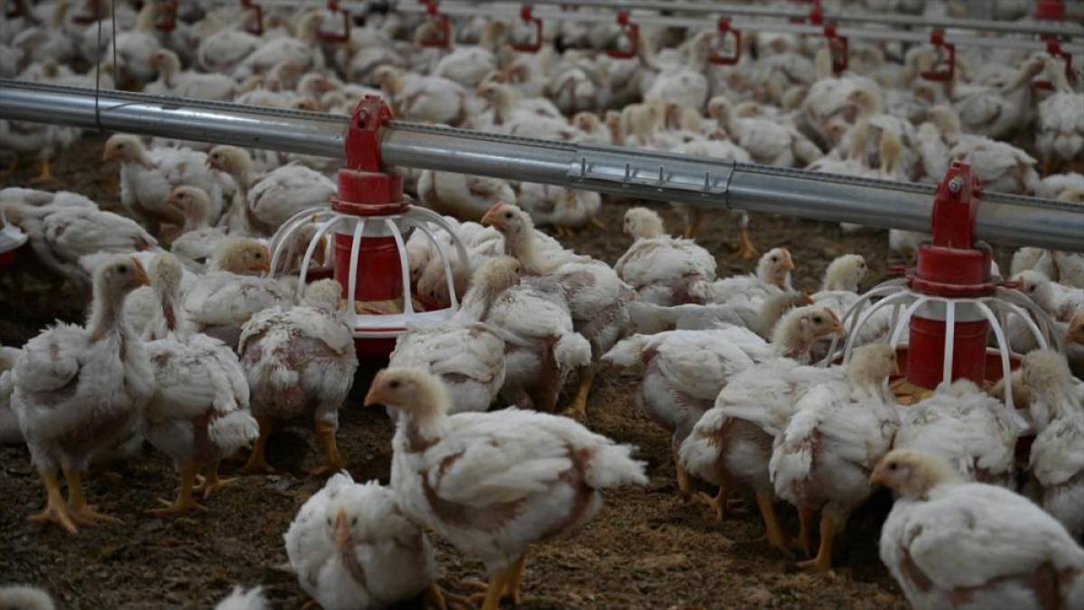 Tavuk eti &uuml;retimi ağustosta yıllık bazda y&uuml;zde 3,7 arttı