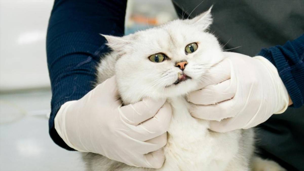 Veteriner Kontrol Enstitülerinin kapasitesi 21 yeni laboratuvarla güçlendirilecek