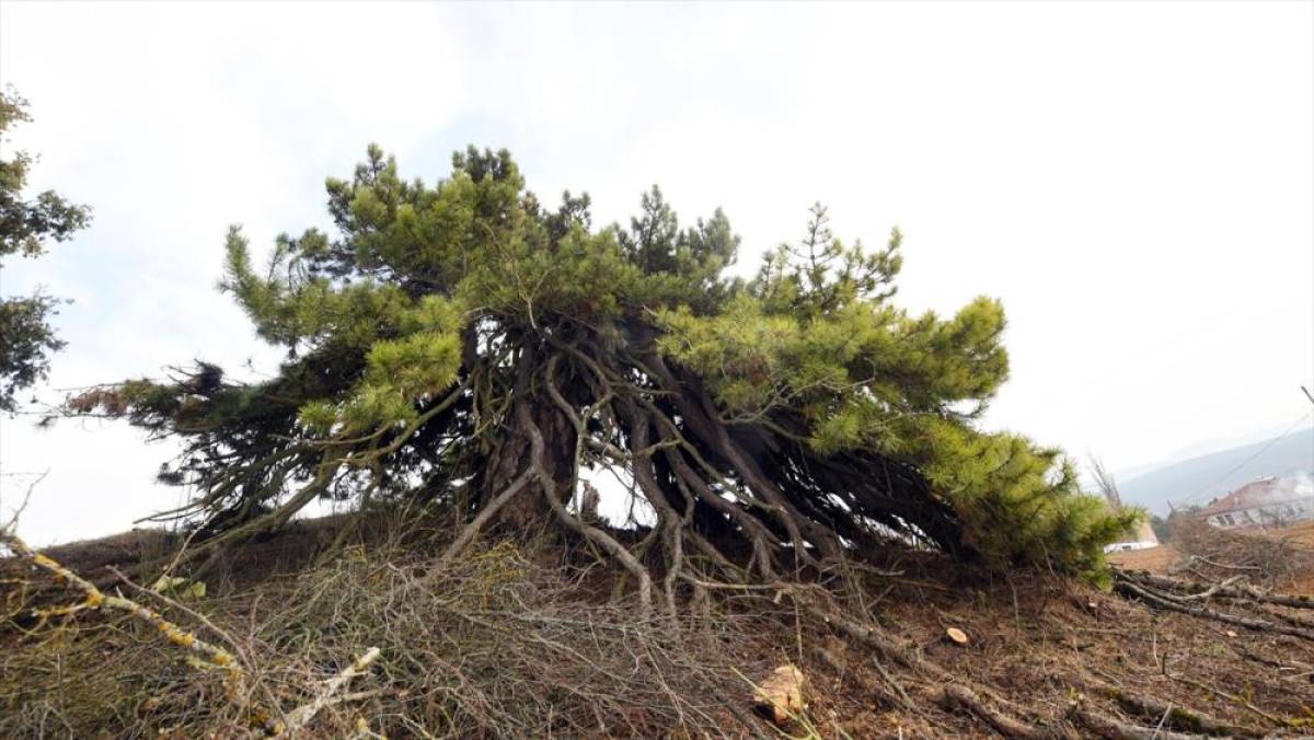 Dalları aşağıya doğru uzanan çam ağacı şemsiyeyi andıran görüntüsüyle dikkat çekiyor