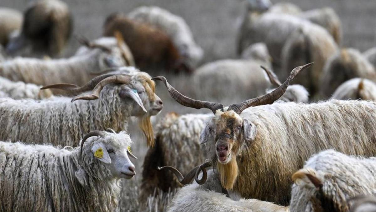 Tiftiğin ekonomiye kazandırılması için destek mekanizmaları geliştirilecek