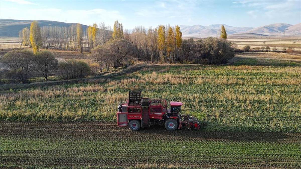Bayburt'ta şeker pancarı üretim alanı 5 yılda 6 kat arttı