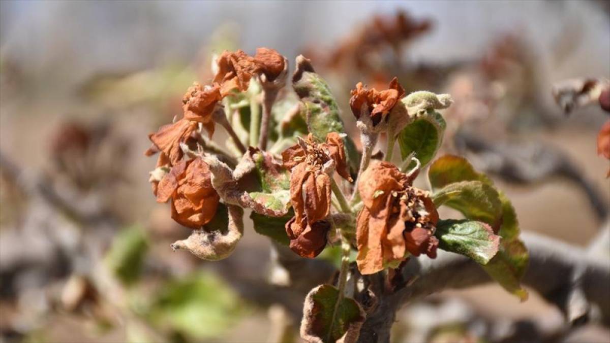 Zirai dondan etkilenen üreticilere 798 milyon lira yeni destek ödemesi