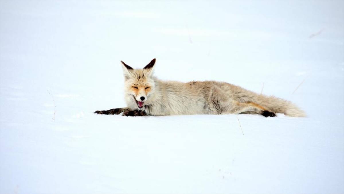 Kars'ta kızıl tilkiler avlanırken g&ouml;r&uuml;nt&uuml;lendi