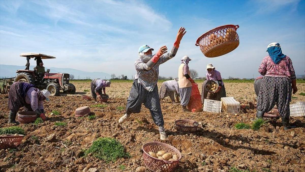 Patates deposu &Ouml;demiş'te hasat ve ekim bir arada