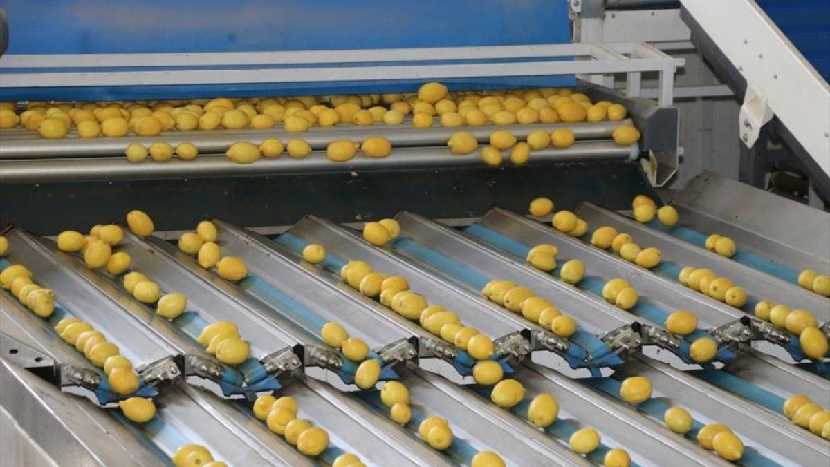 T&uuml;rkiye'nin 3 aylık yaş meyve sebze ihracatını Doğu Akdeniz illeri sırtladı