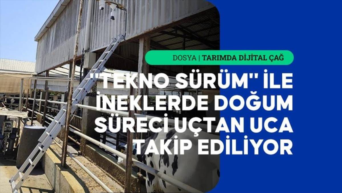 Yapay zeka destekli yerli sistem, buzağı doğumlarında yaşanan kayıpları azaltmayı hedefliyor