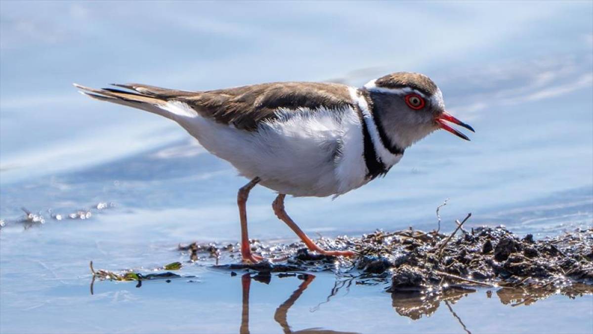 T&uuml;rkiye'de ilk kez "takkeli cılıbıt" kuşu, Gaziantep'te g&ouml;r&uuml;ld&uuml;