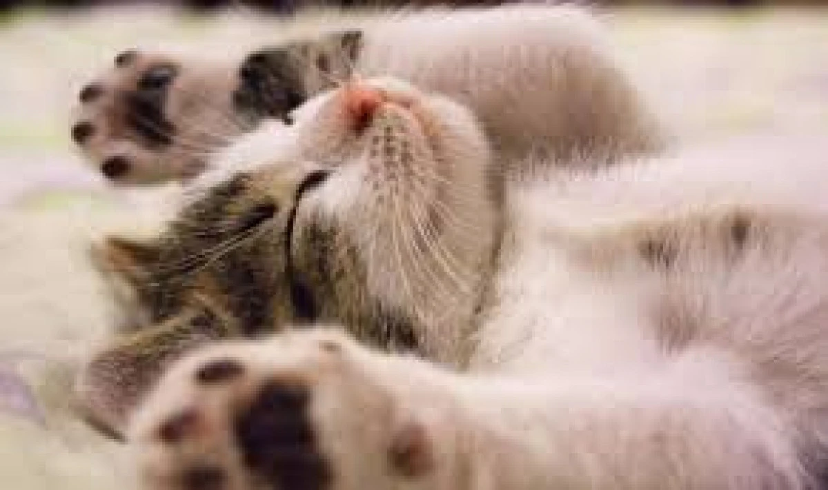 17 Şubat D&uuml;nya Kediler G&uuml;n&uuml;'n&uuml;z kutlu olsun!