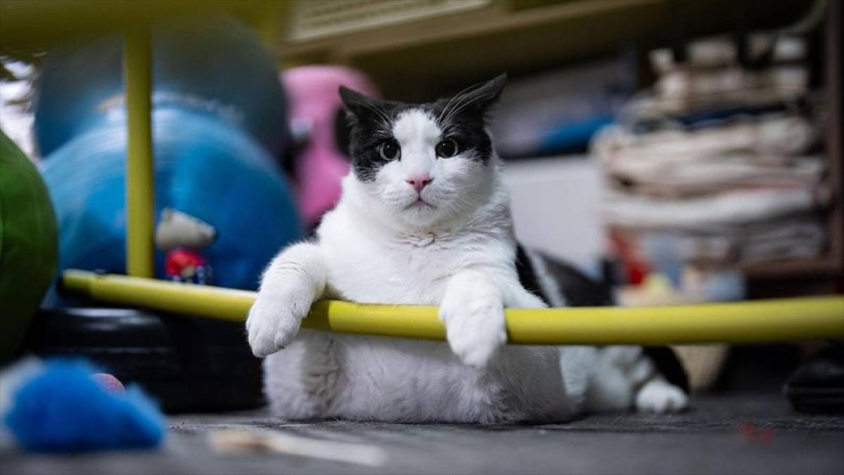 Tartıda yaklaşık 12 kiloyu g&ouml;ren kedi Boncuk, diyet ve pilatesle zayıflamaya &ccedil;alışıyor