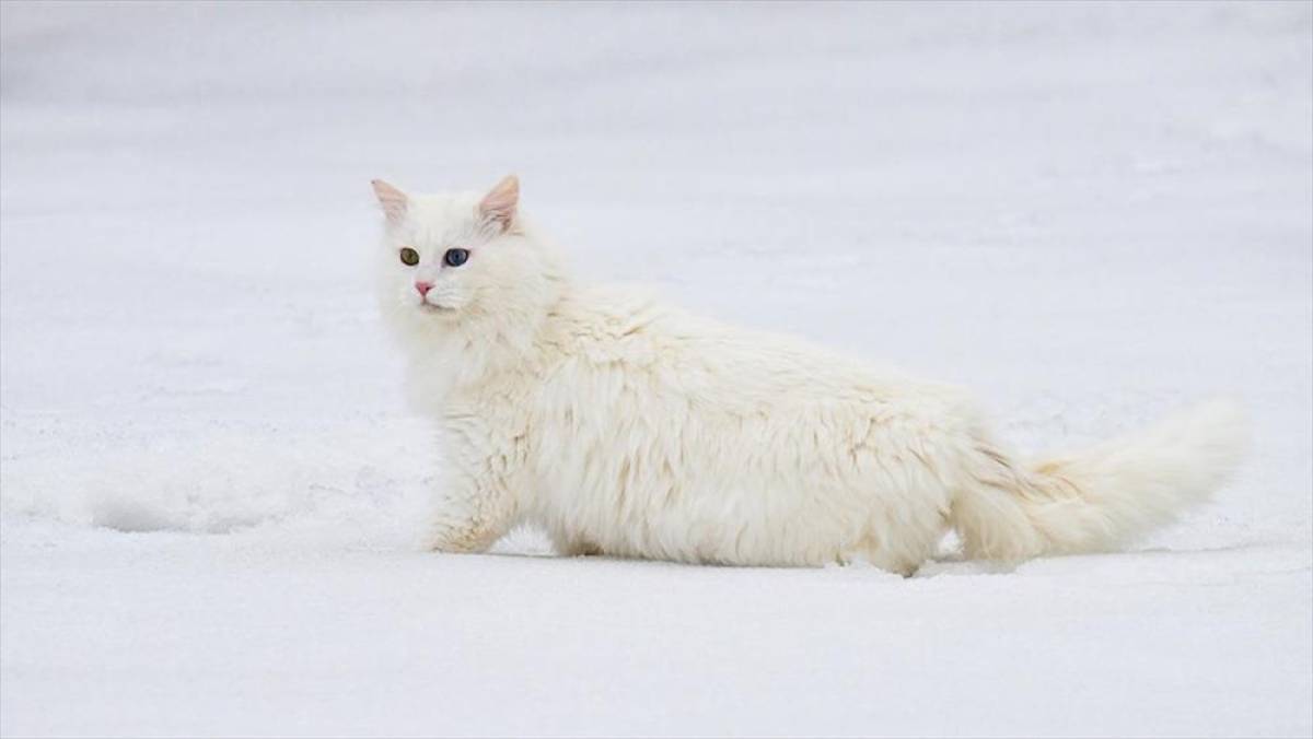 Van'da hedef orijinal Van kedisi yavru sayısını artırmak