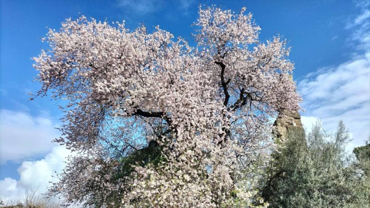 Manavgat'ta badem ağa&ccedil;ları &ccedil;i&ccedil;ek a&ccedil;tı