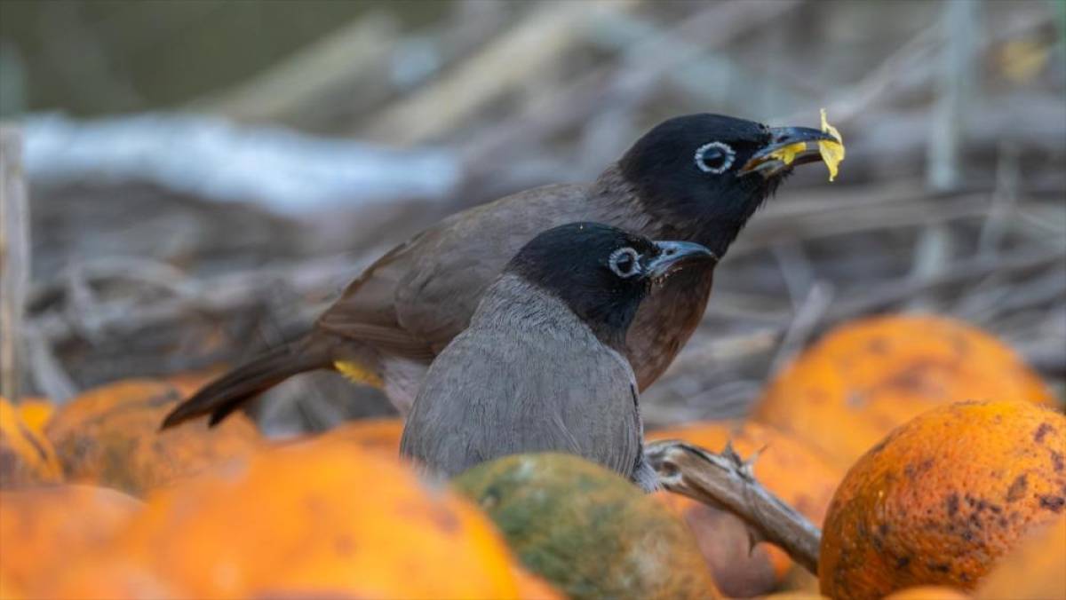 Adana'da ağa&ccedil;lardan d&uuml;şen narenciyelerle beslenen Arap b&uuml;lb&uuml;lleri g&ouml;r&uuml;nt&uuml;lendi