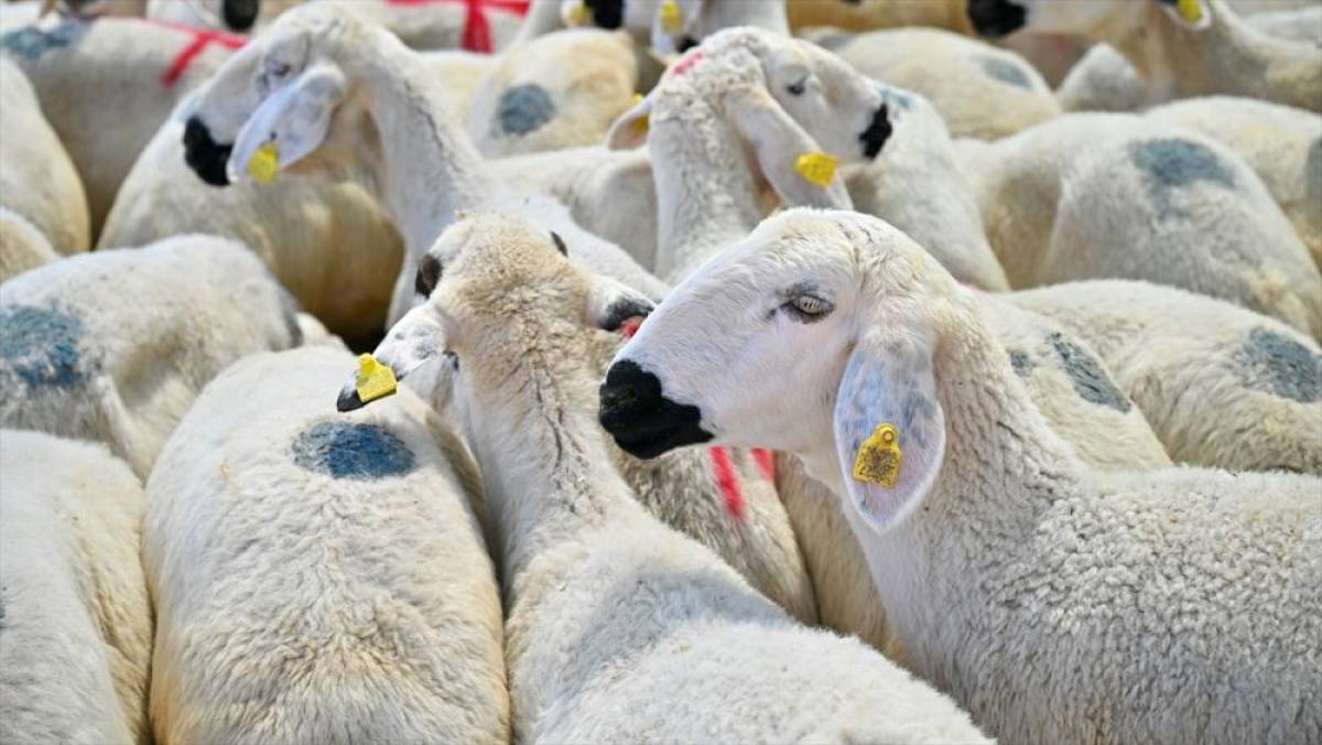 5 soruda kurbanlık hayvan se&ccedil;iminde dikkat edilmesi gerekenler