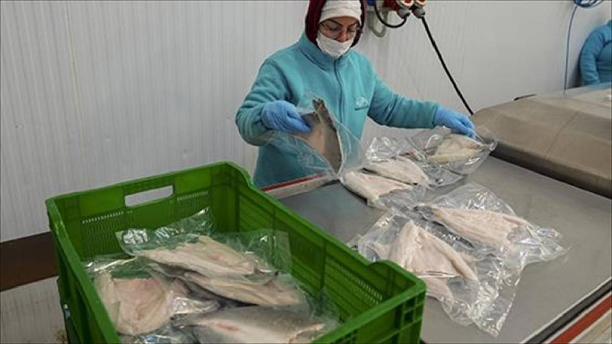 Karadeniz'in su &uuml;r&uuml;nleri ihracatı ge&ccedil;en yıl 400 milyon doları aştı