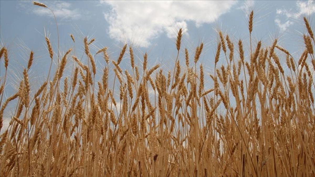 İlkbahar yağışları buğday ve arpa rekoltesinde belirleyici olacak