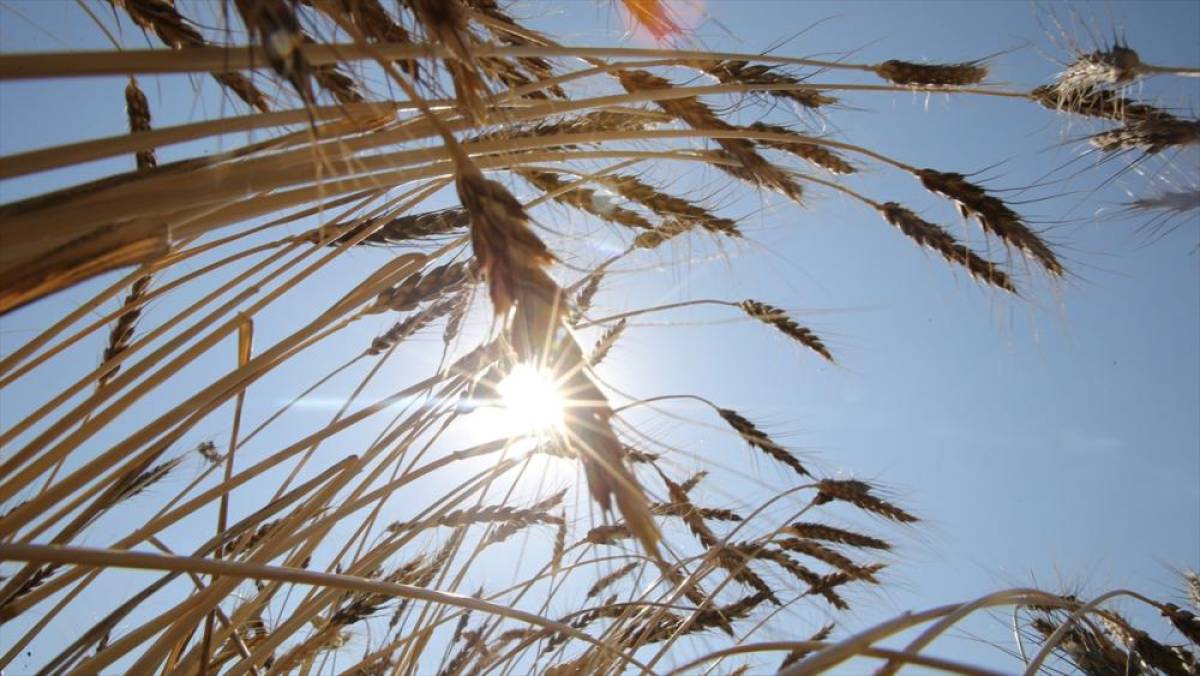 5 soruda işlenmeyen tarım arazilerinin kiralanması