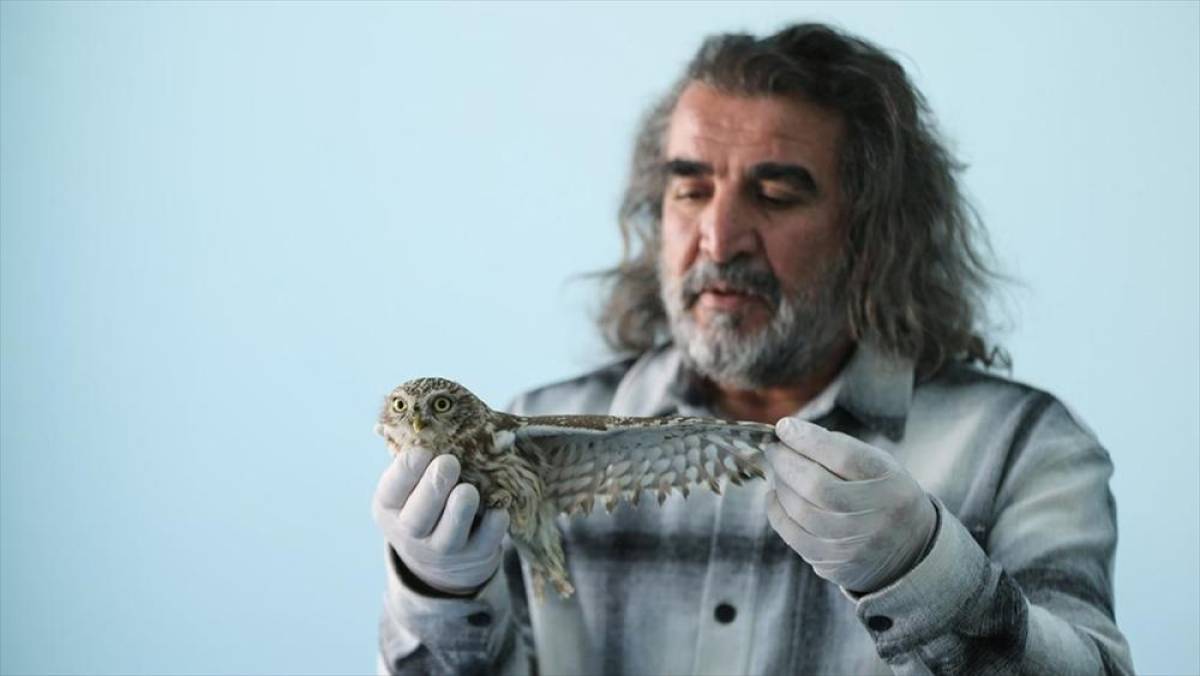 Kışın zorlu şartlarına dayanamayan yaban hayvanları Van'daki merkezde misafir ediliyor