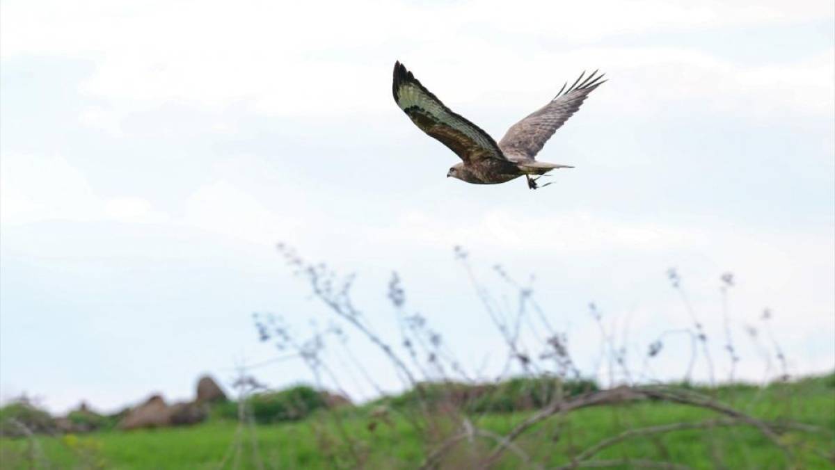 Uzmanlardan "&Ccedil;ift&ccedil;i dostu yırtıcı kuşlara zarar vermeyin" uyarısı