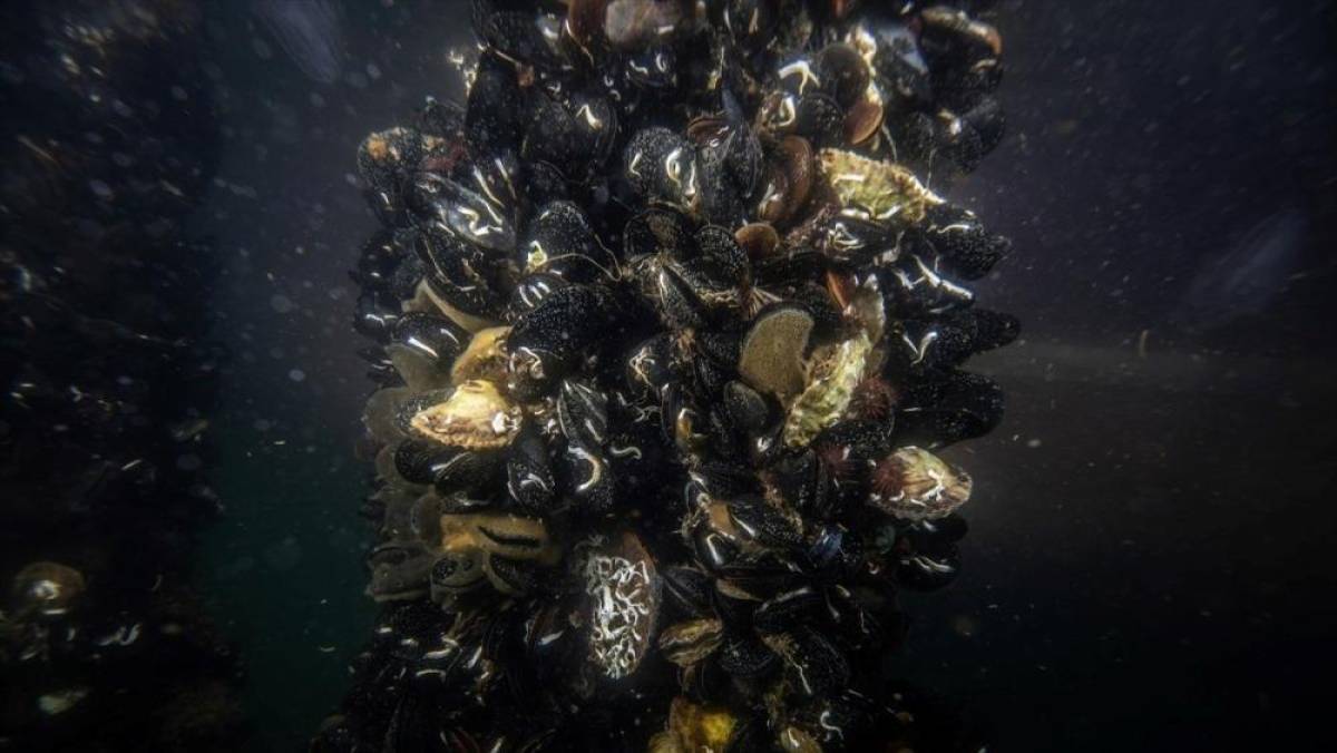 Marmara Denizi'ndeki midye &ccedil;iftliklerinde pinalar i&ccedil;in umut veren keşif