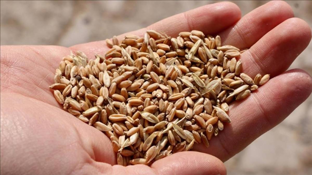 İklim değişikliğine karşı tarımda yerli ve ata tohumlar &ouml;ne &ccedil;ıkıyor