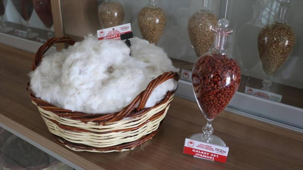 Adana'da adaptasyon yeteneği ve lif kalitesi y&uuml;ksek yeni pamuk &ccedil;eşidi geliştirildi